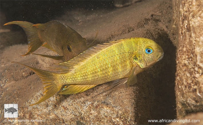 Tropheus polli 'Katumbi Point'